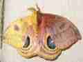 Automeris io (gynandromorph, live) (Internet Image property of respective owner, non-commercial use only)